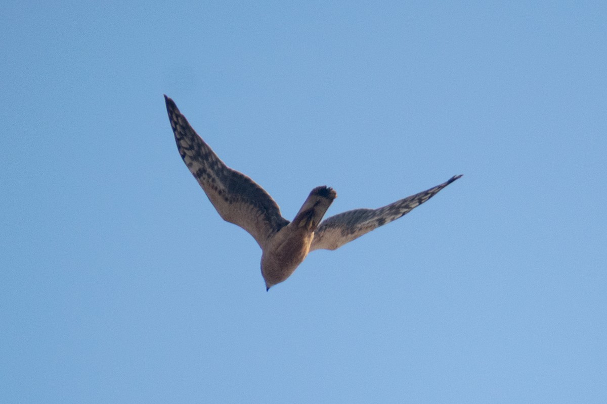 Mirotz lepazuria - ML645434145