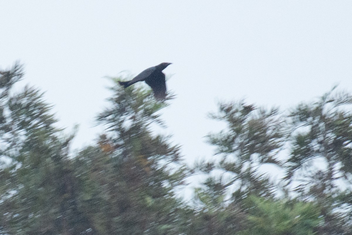 Hair-crested Drongo - ML645434148