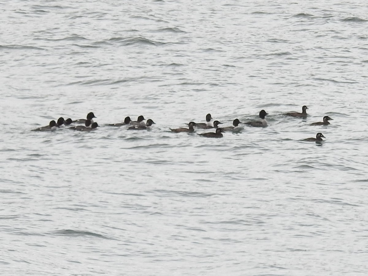 キタホオジロガモ - ML645434166