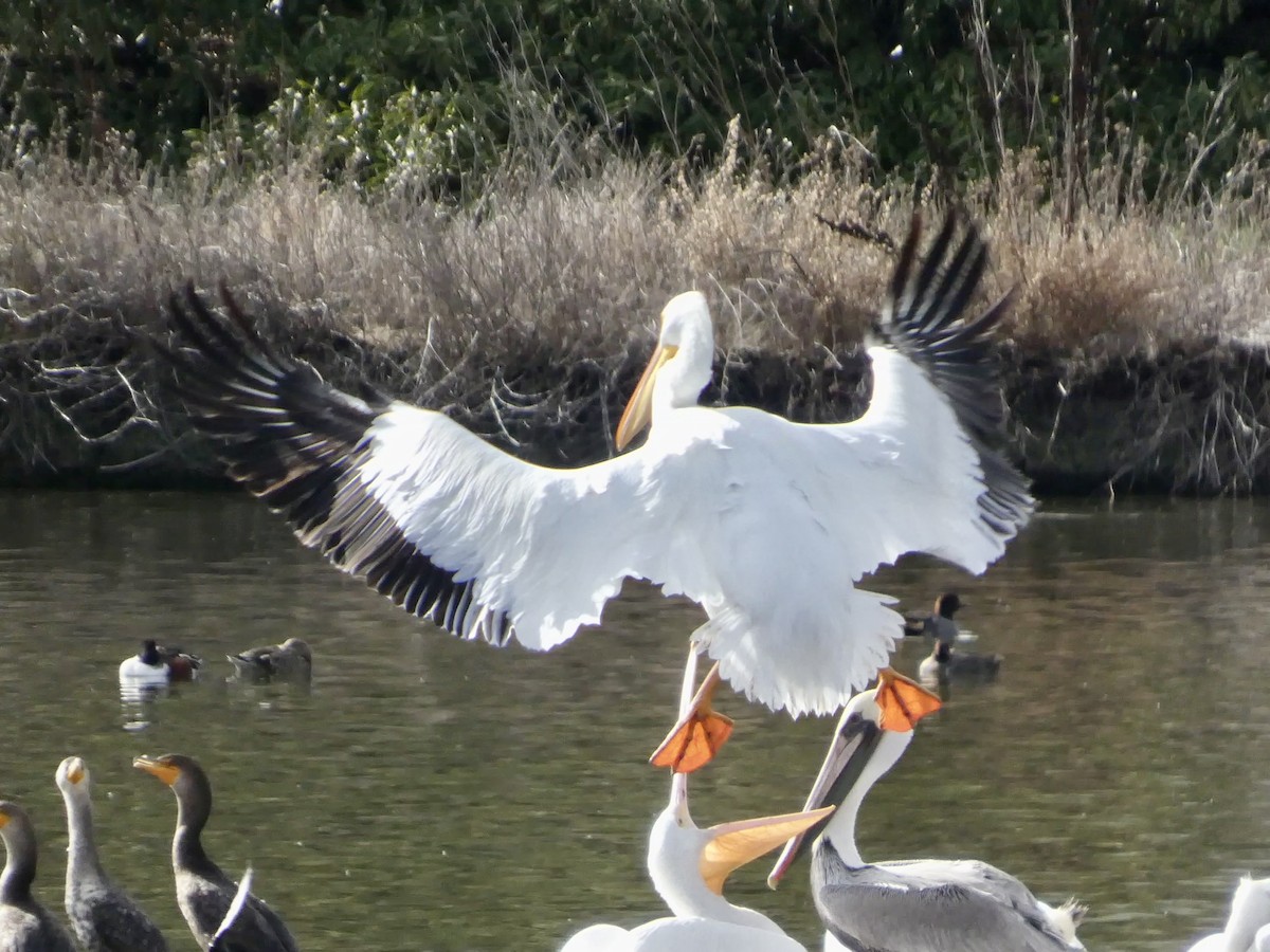 American White Pelican - ML645434169