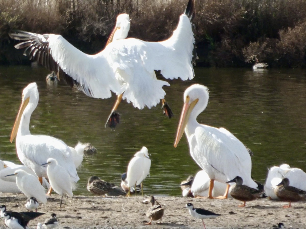 American White Pelican - ML645434170