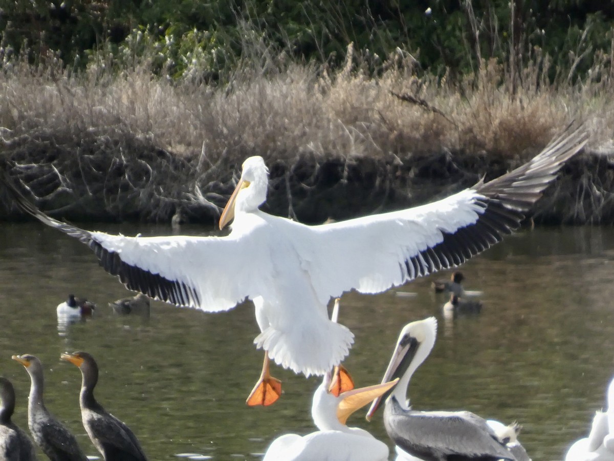 American White Pelican - ML645434171