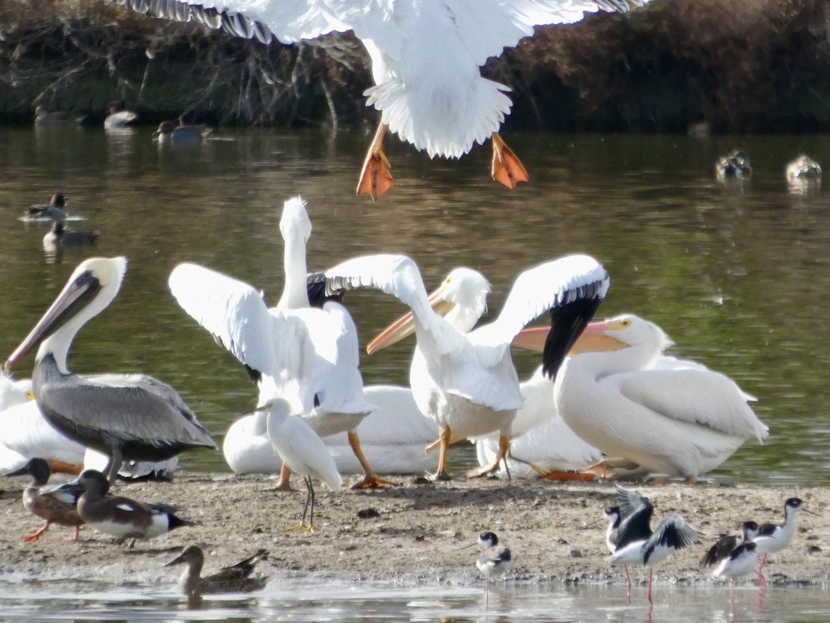 American White Pelican - ML645434173