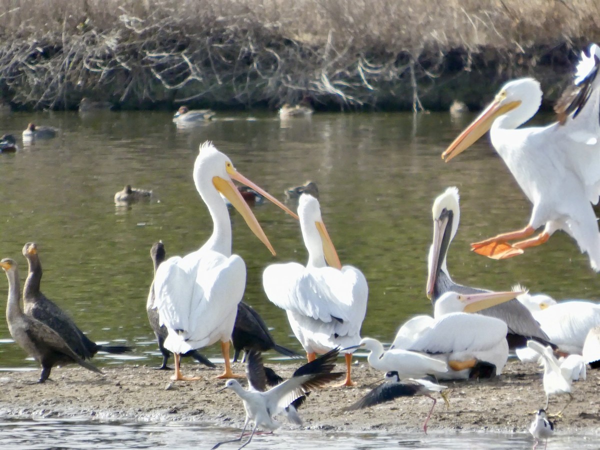American White Pelican - ML645434174