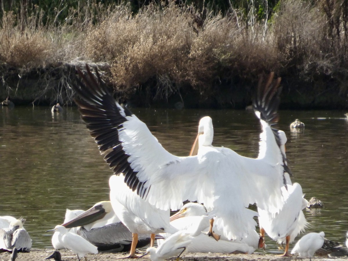 American White Pelican - ML645434175
