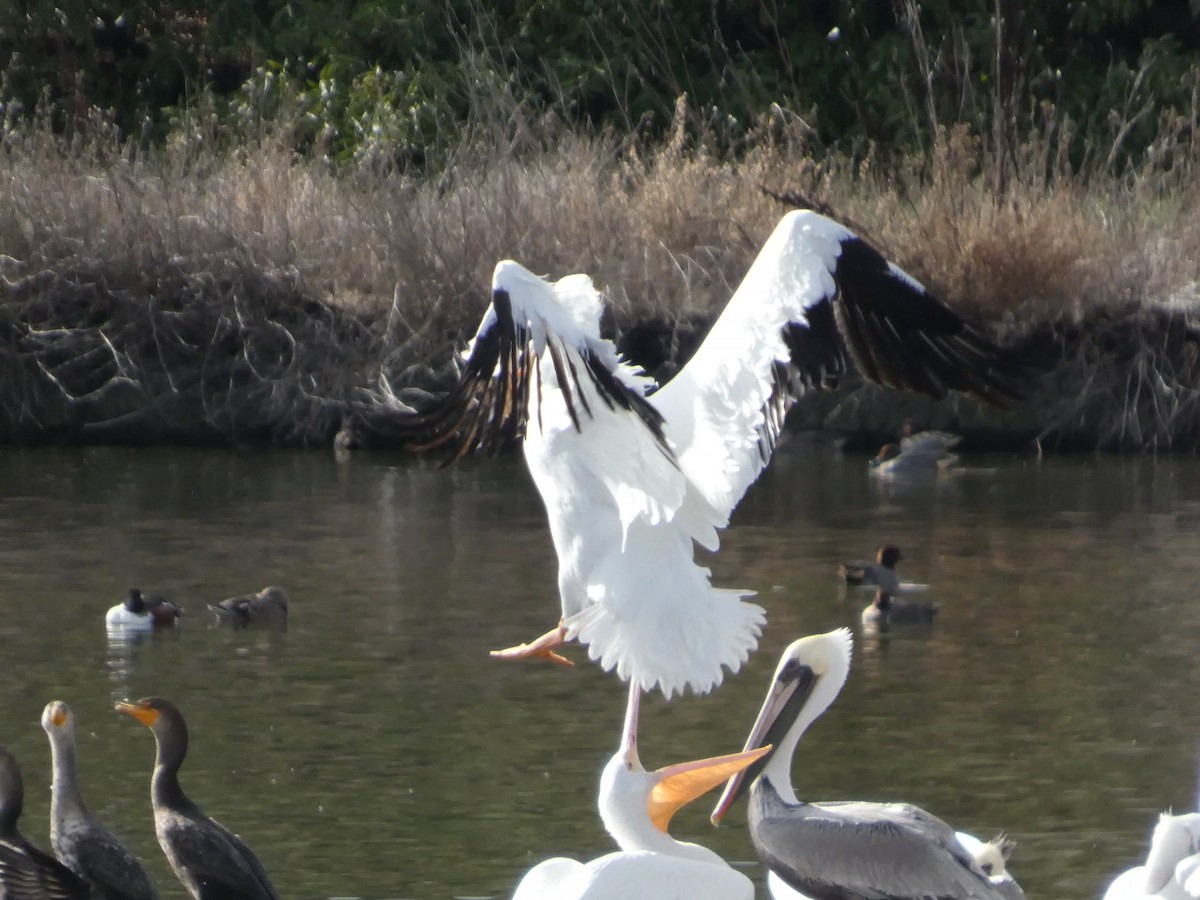 American White Pelican - ML645434176