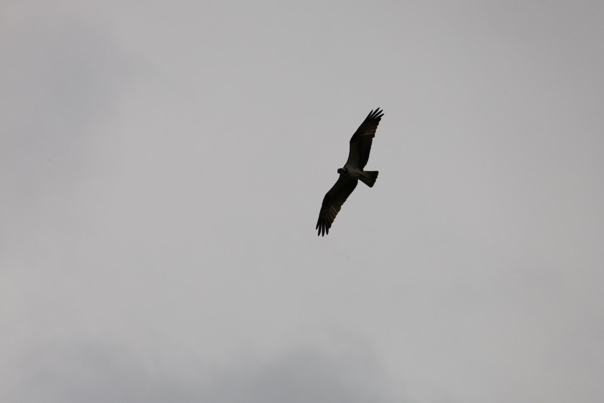 Osprey - ML645434181