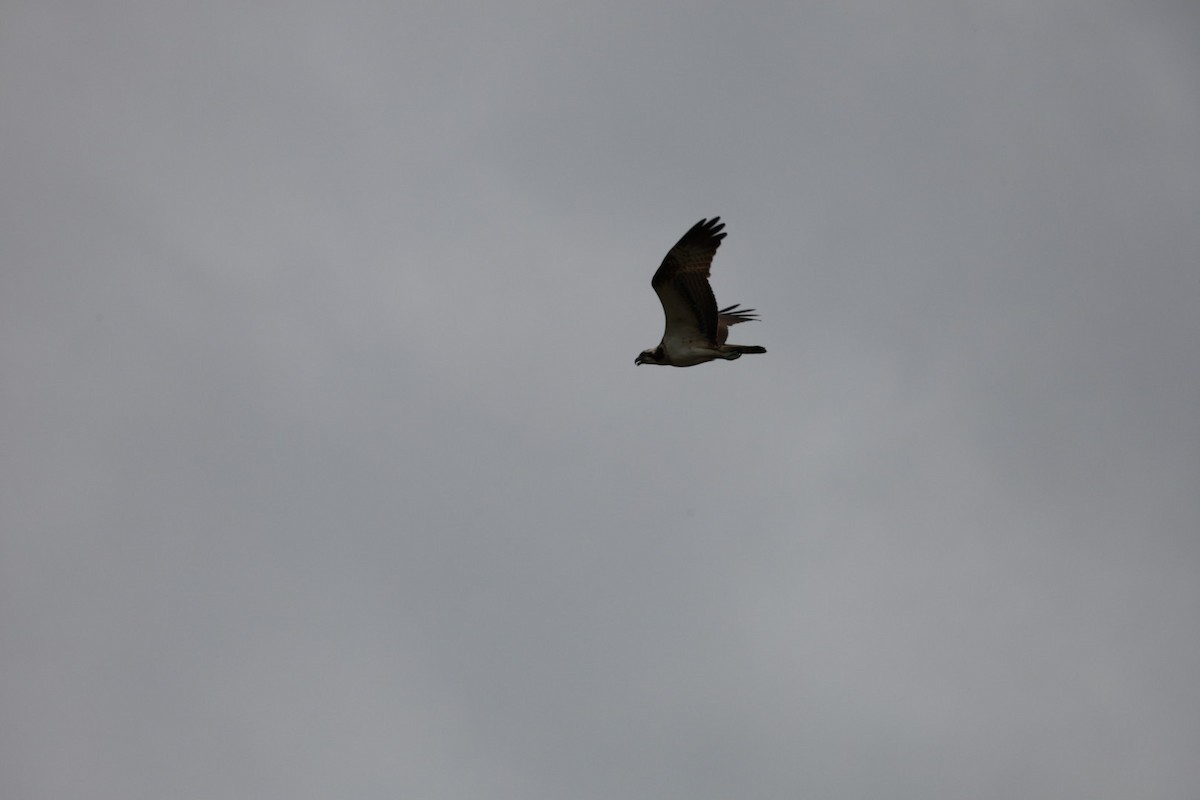 Osprey - ML645434182