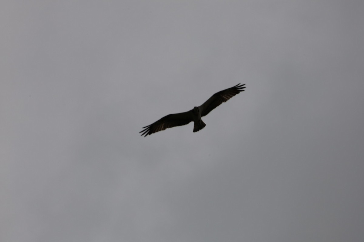 Osprey - ML645434183