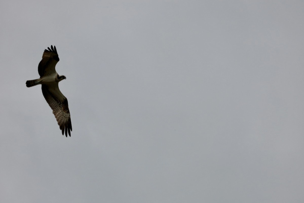 Osprey - ML645434186