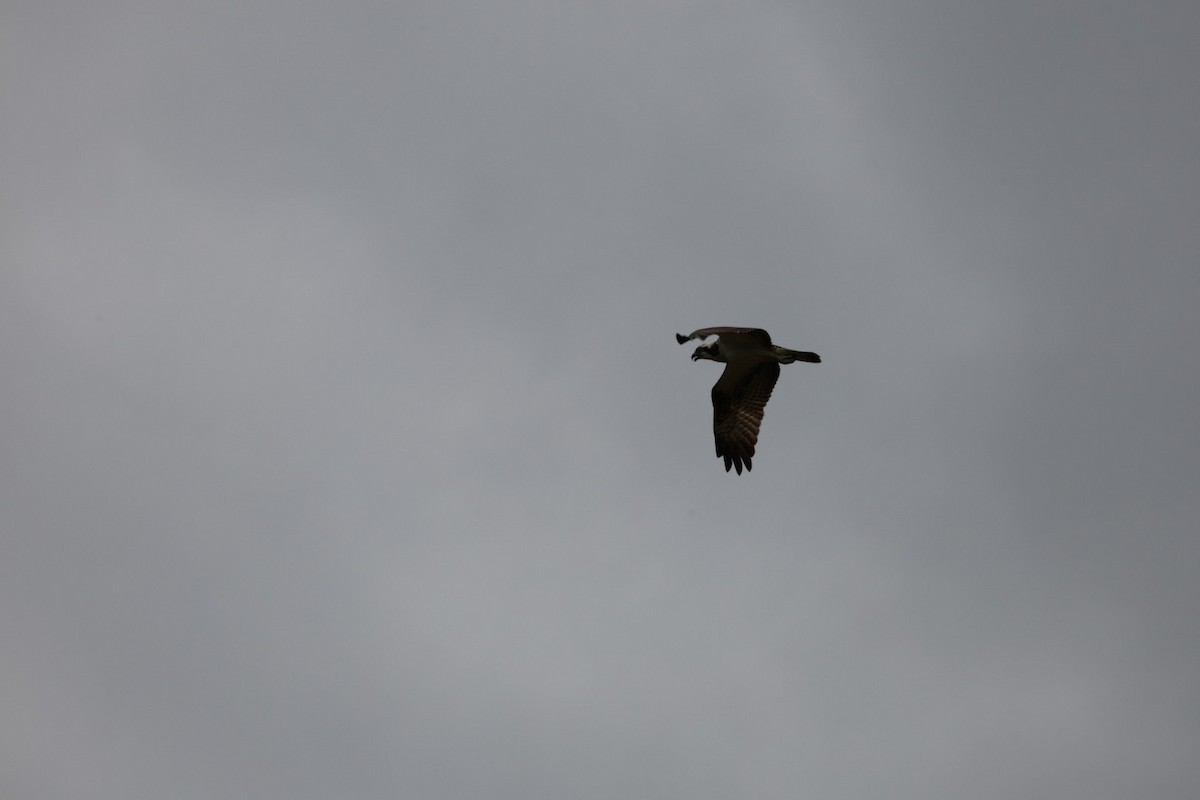 Osprey - ML645434187