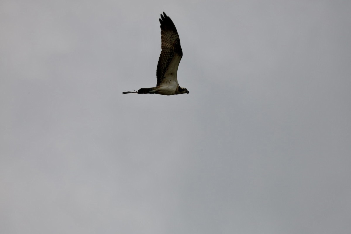 Osprey - ML645434188