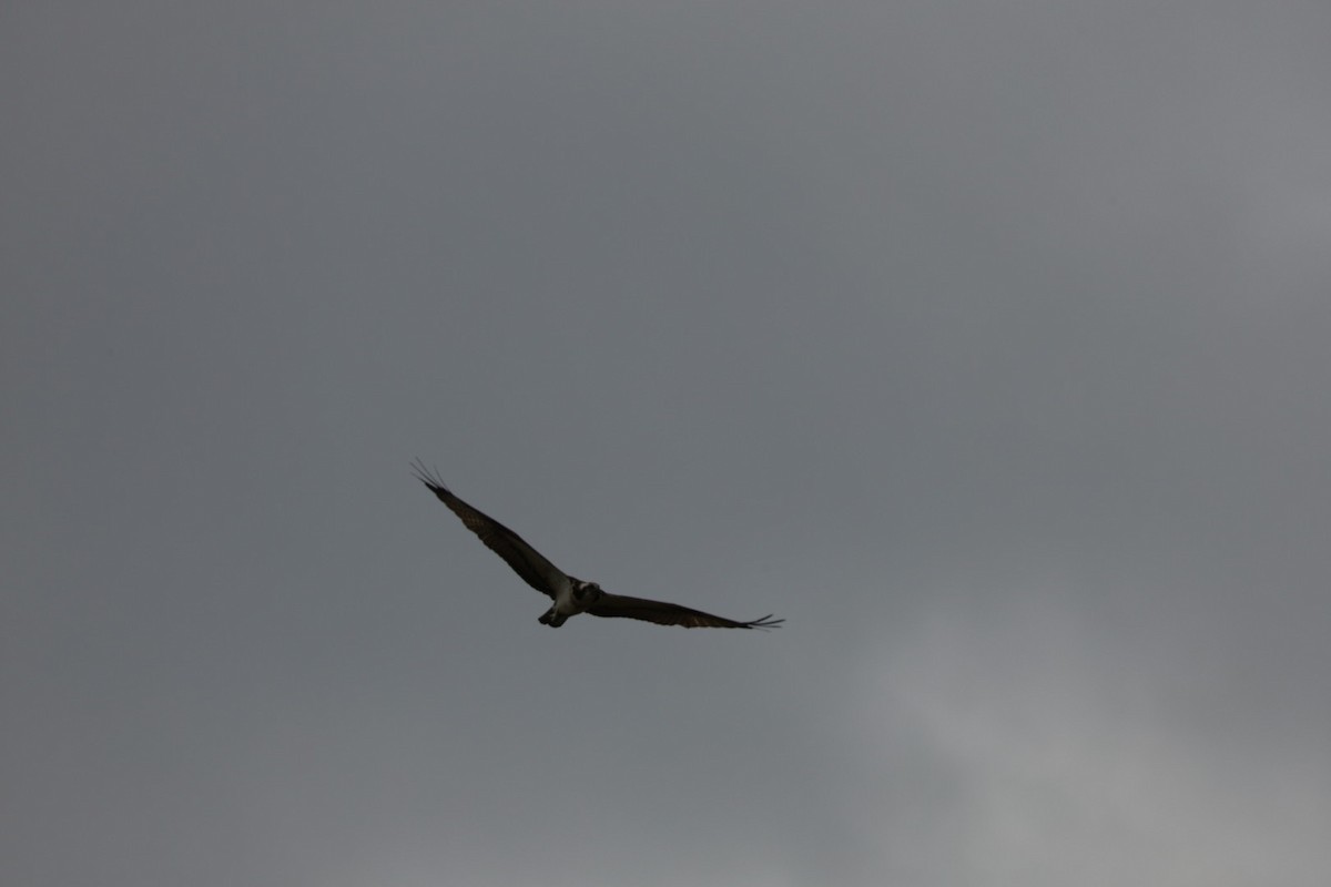 Osprey - ML645434189