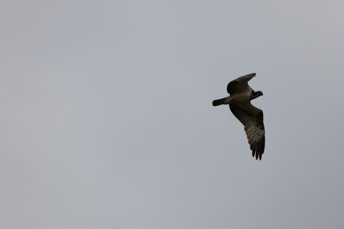 Osprey - ML645434191