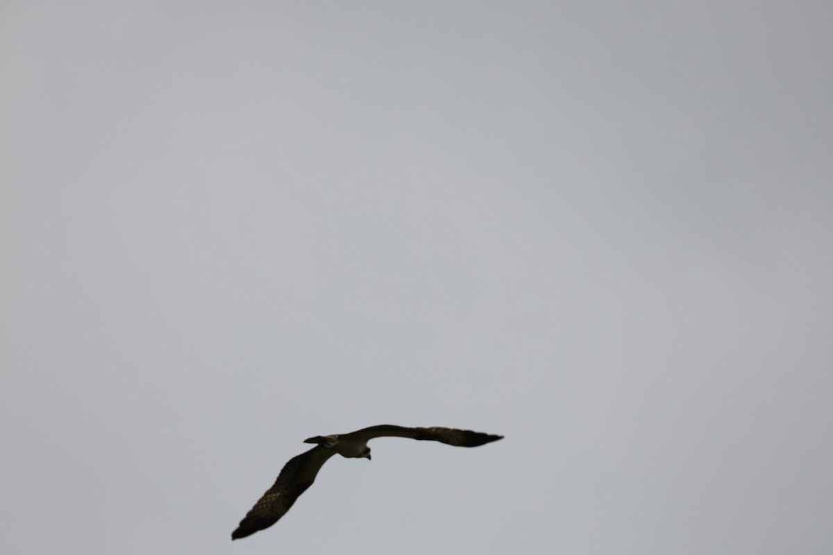 Osprey - ML645434192