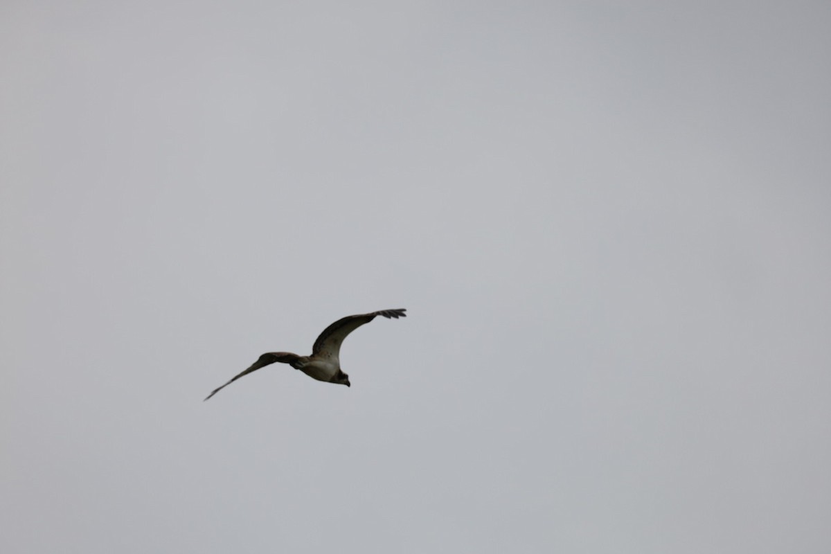 Osprey - ML645434194