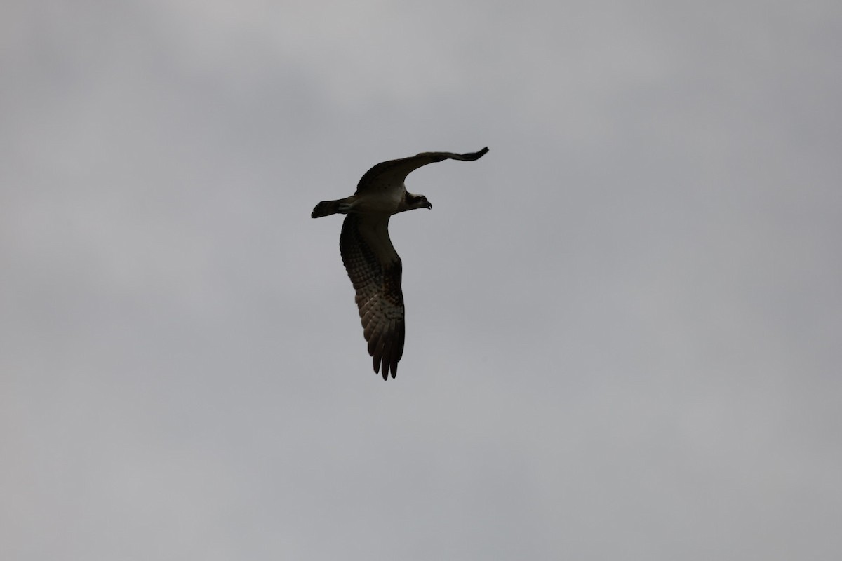 Osprey - ML645434195