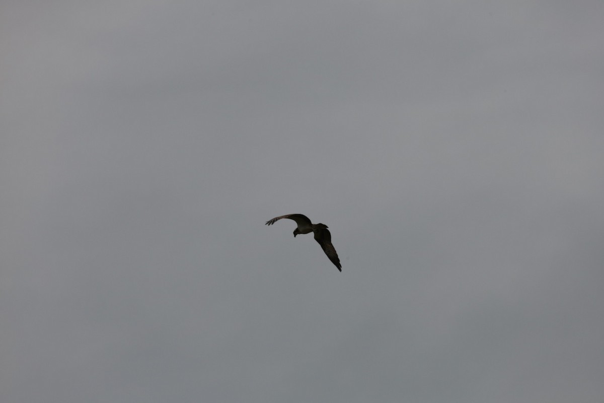 Osprey - ML645434197