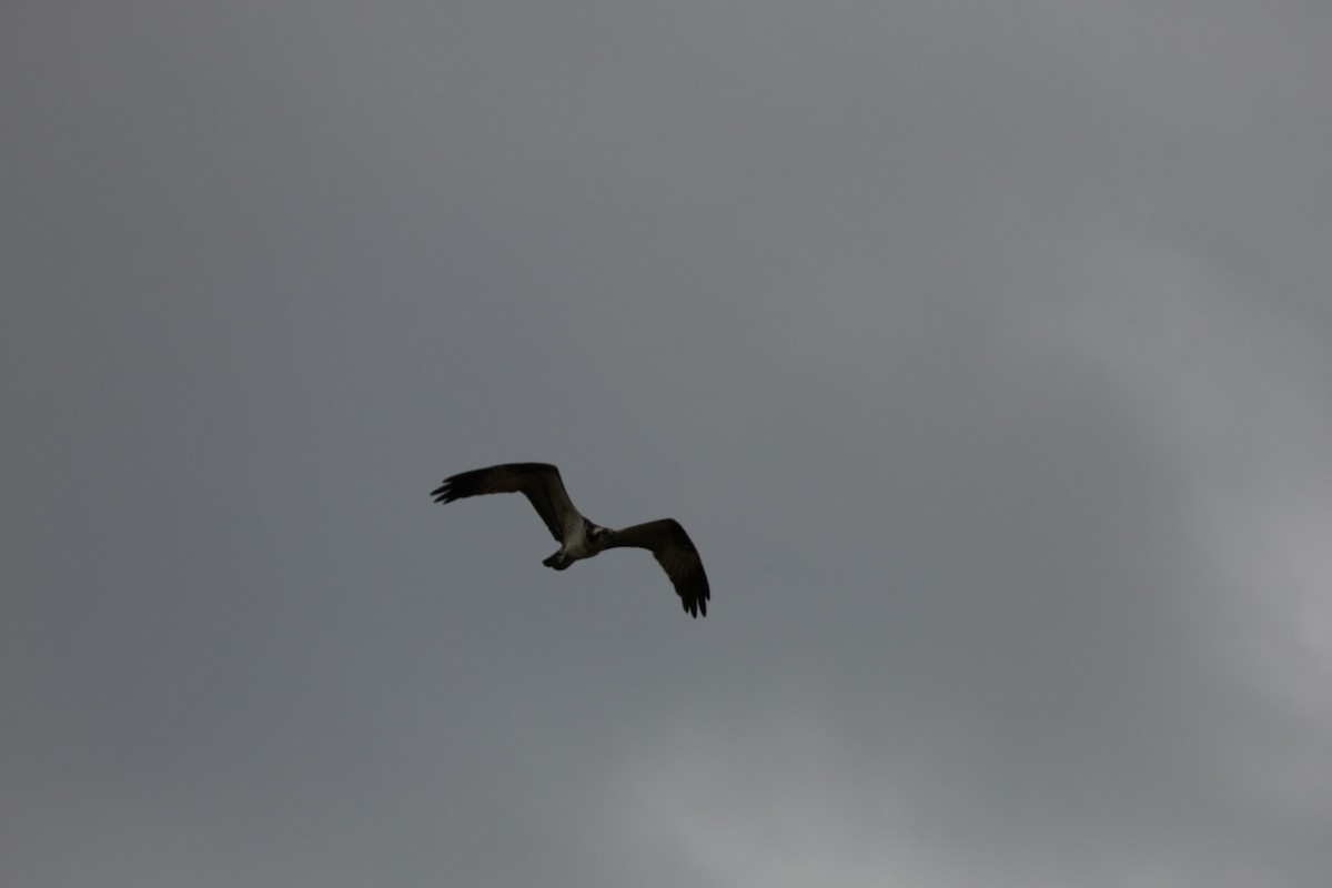 Osprey - ML645434199