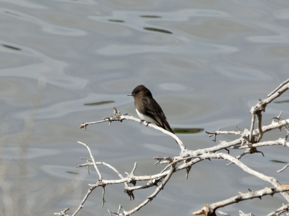 Black Phoebe - ML645434210