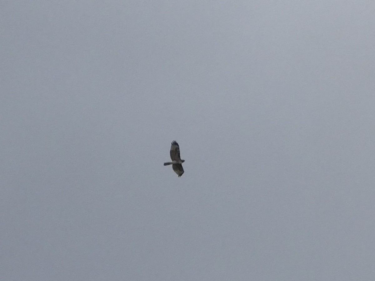 Red-shouldered Hawk - ML645434220