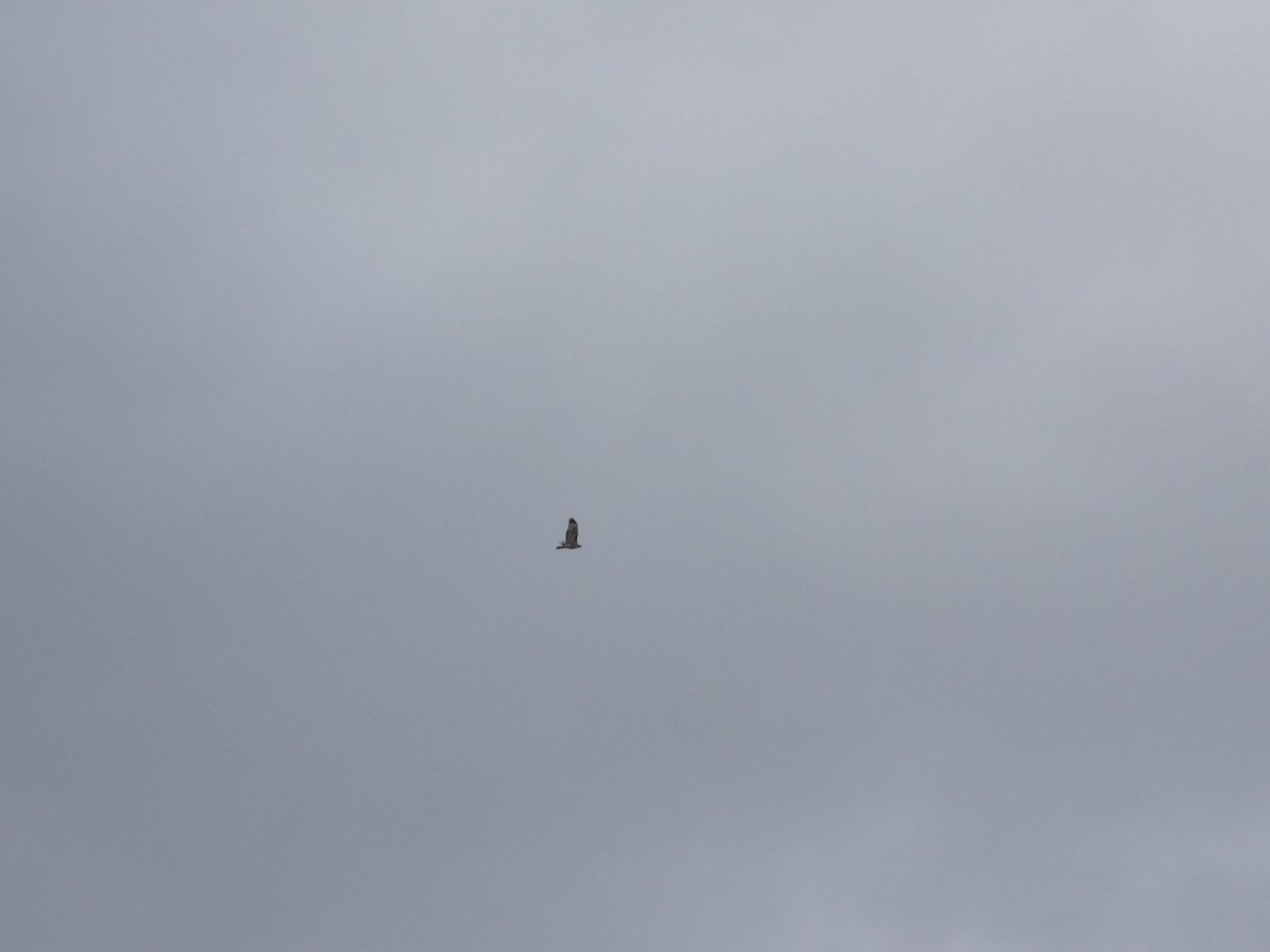 Red-tailed Hawk - ML645434222