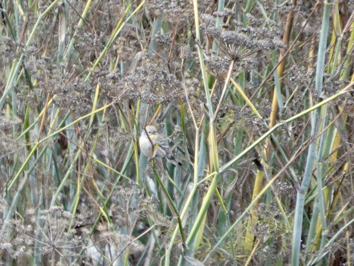 Yellow-rumped Warbler - ML645434245