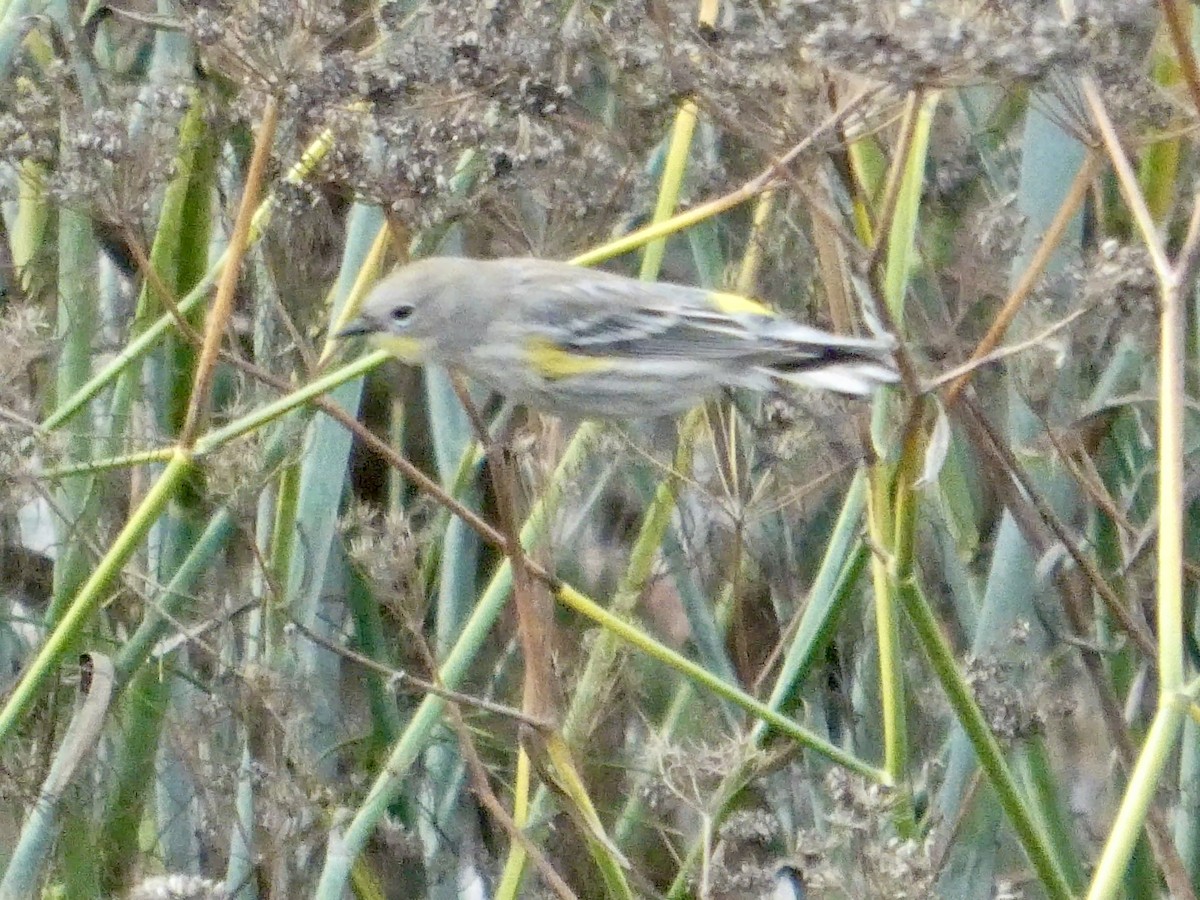 Yellow-rumped Warbler - ML645434246