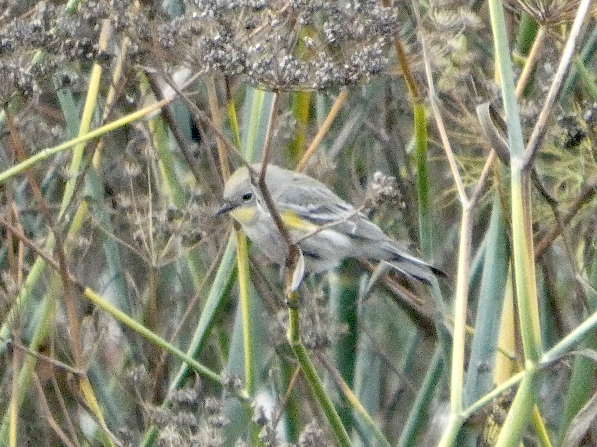 Yellow-rumped Warbler - ML645434248