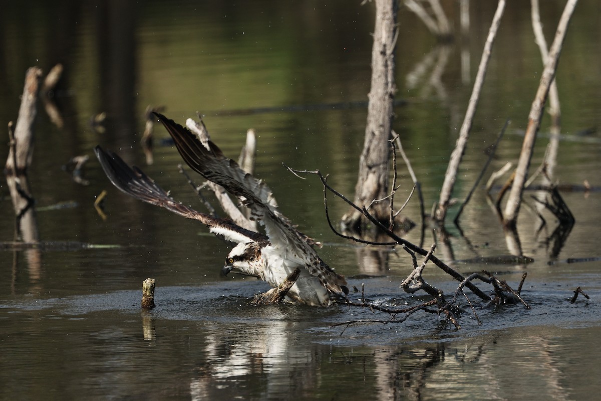 Osprey - ML645434249