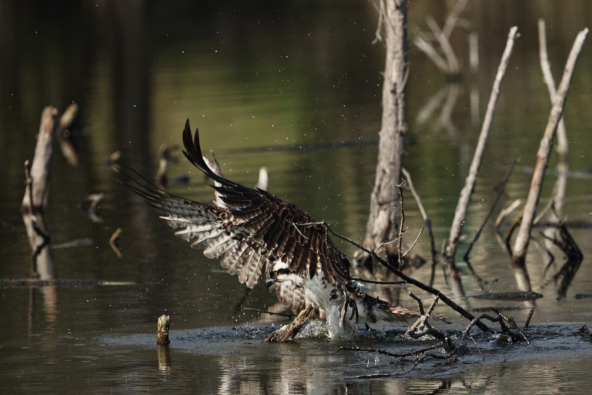 Osprey - ML645434261