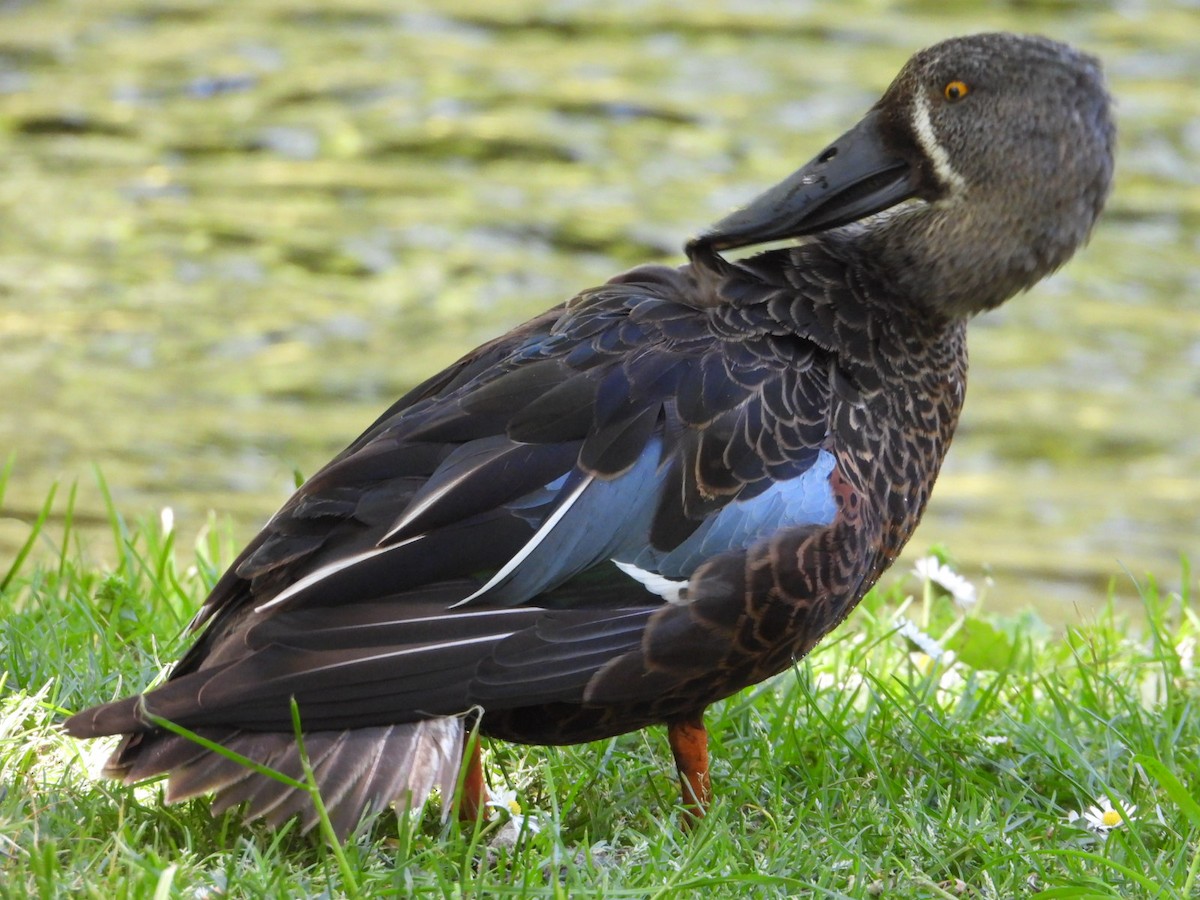 Canard bridé - ML645434284
