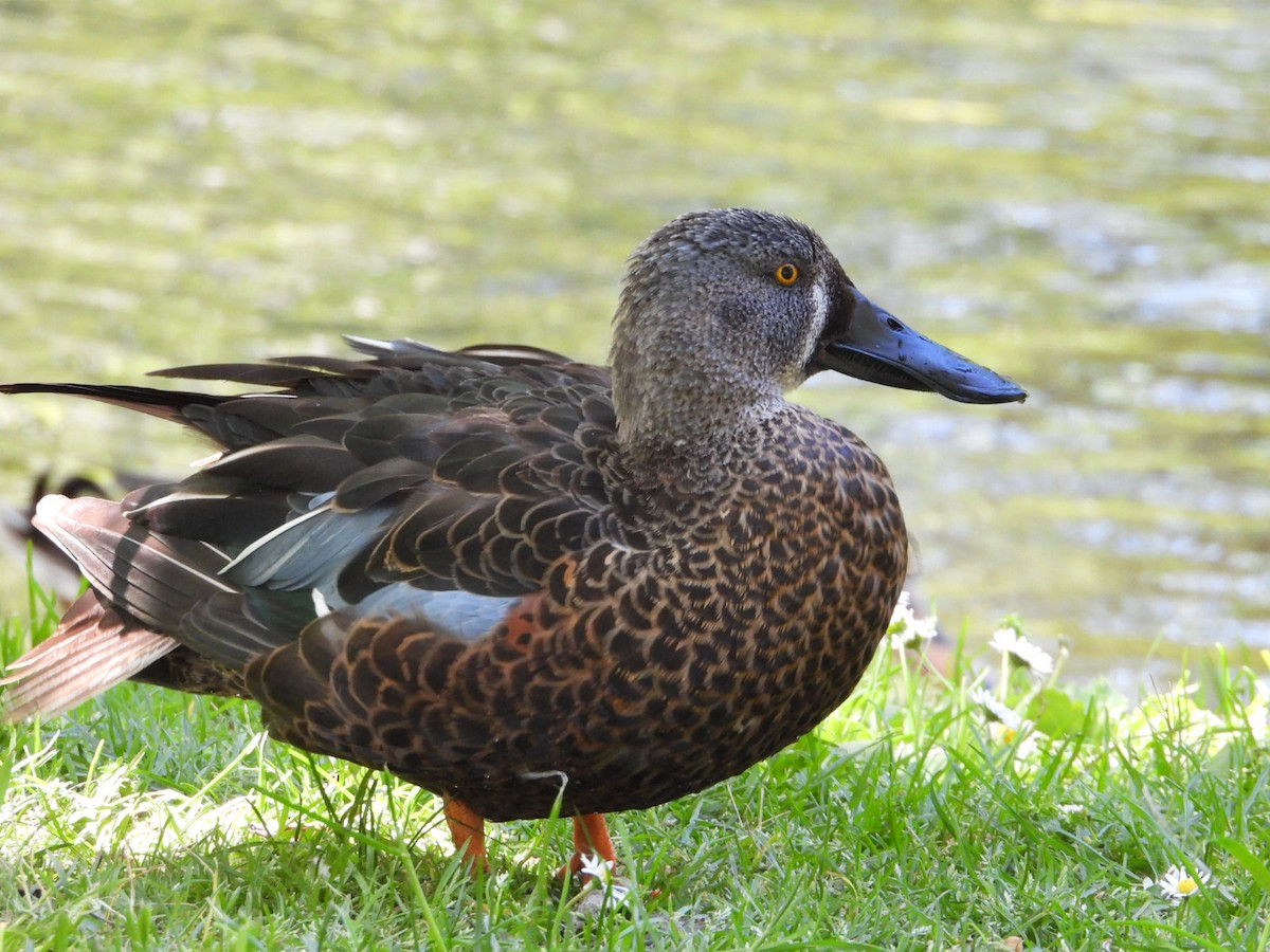 Canard bridé - ML645434291