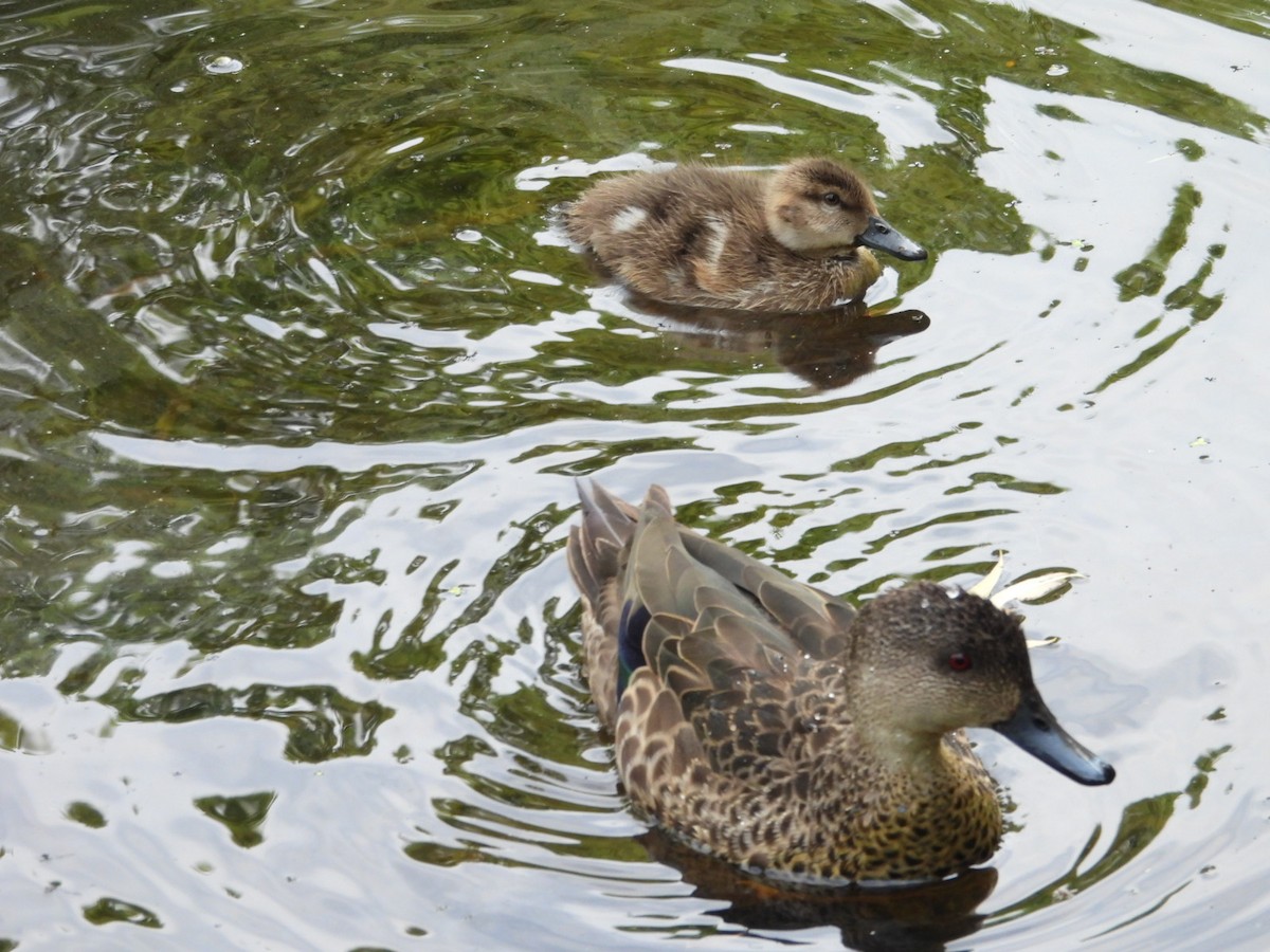 Gray Teal - ML645434301