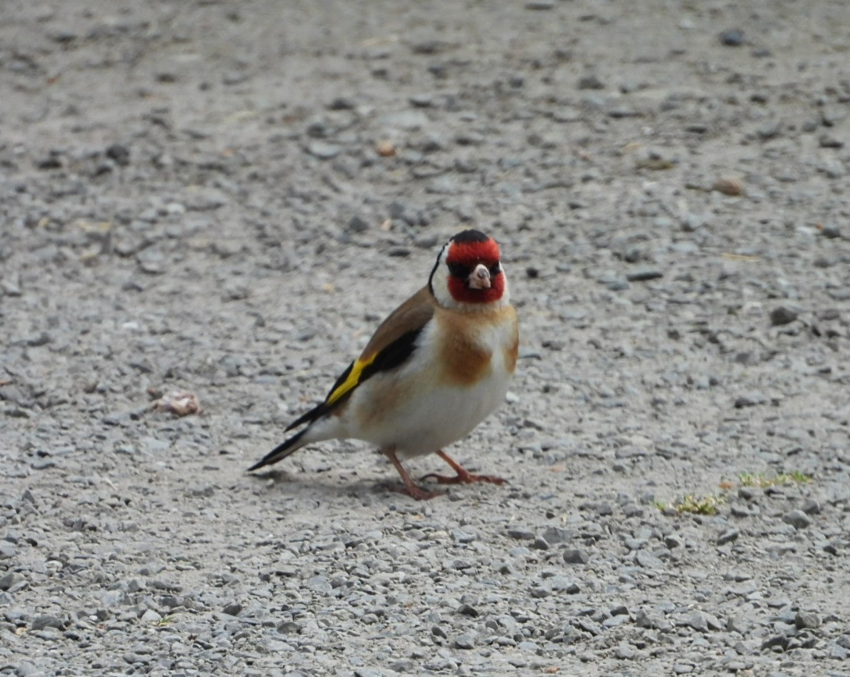 European Goldfinch - ML645434312