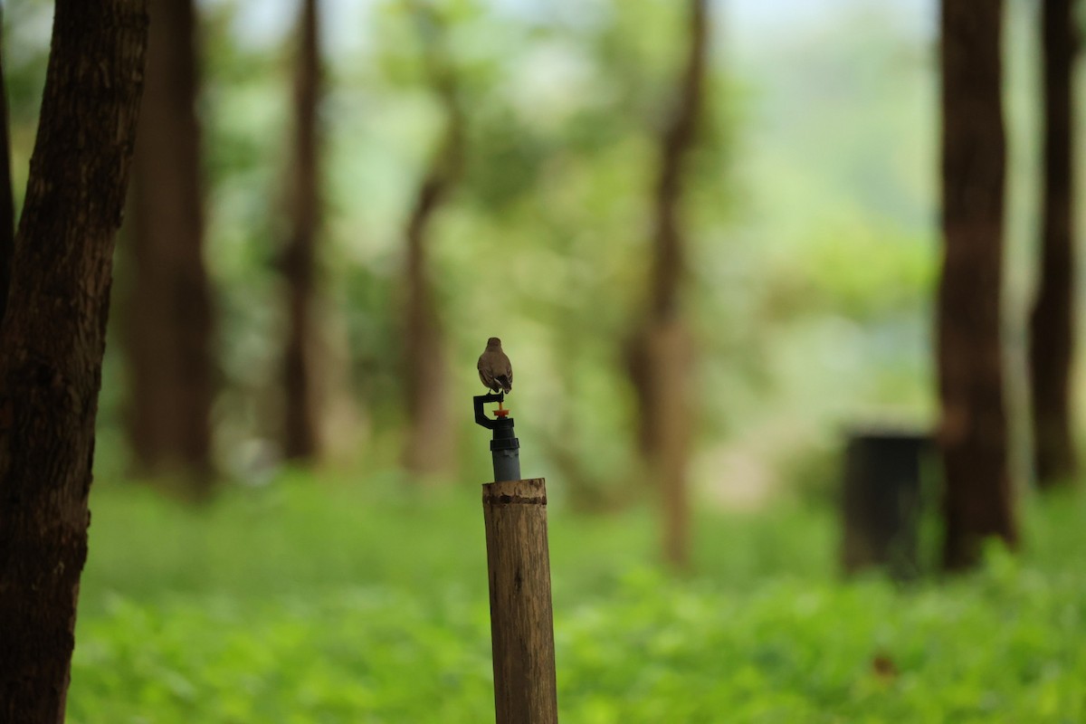 Gorrión Común - ML645434313