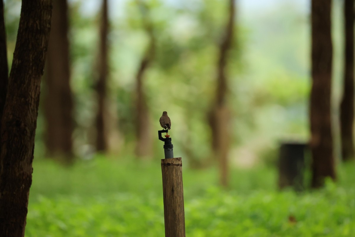 Gorrión Común - ML645434314