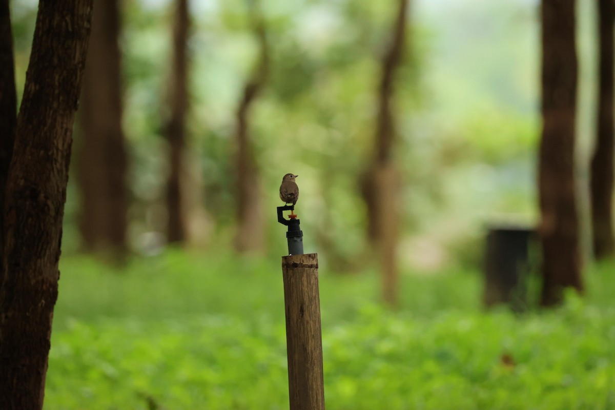 Gorrión Común - ML645434315