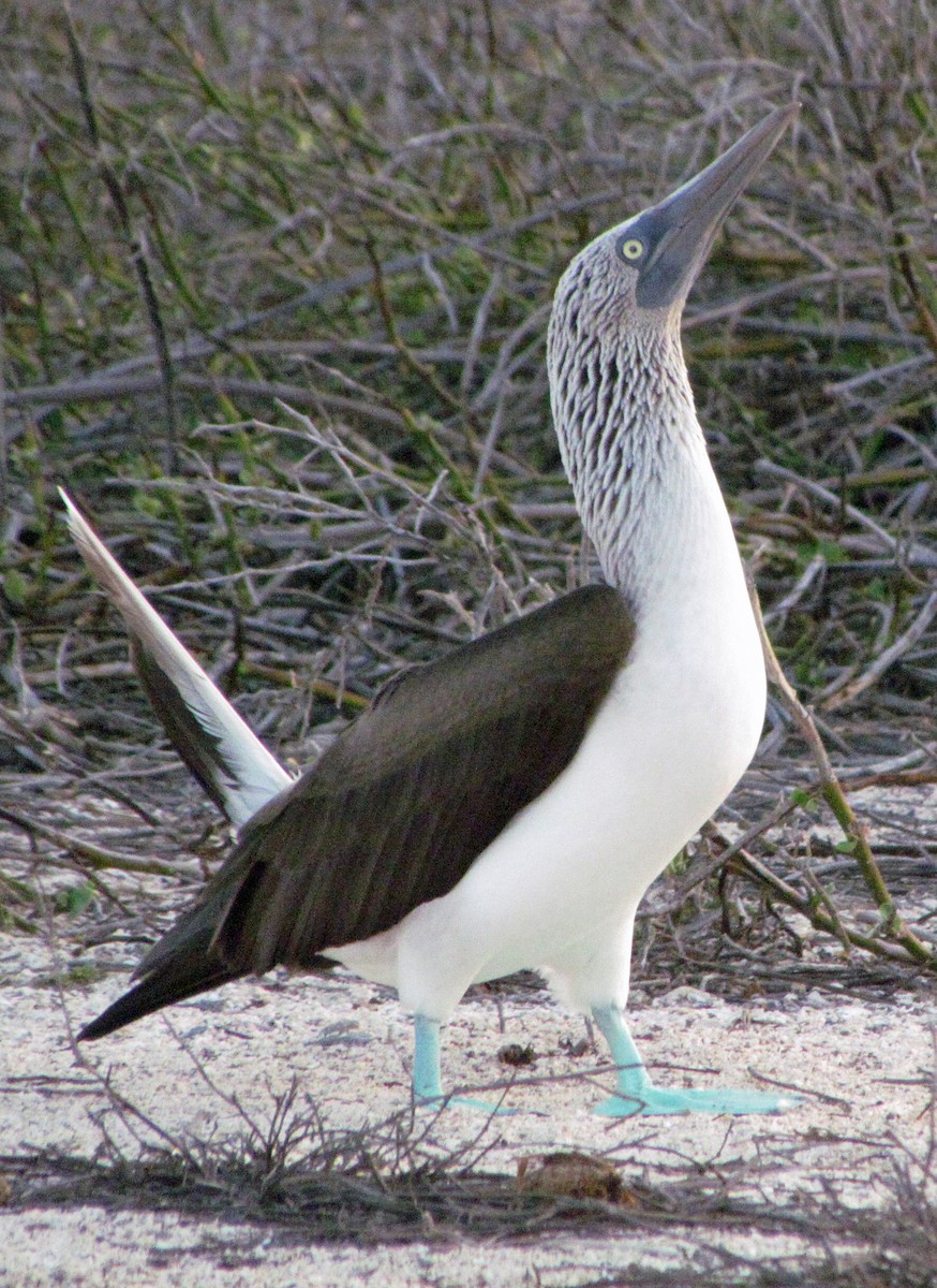 Blue-footed Booby - ML645434330