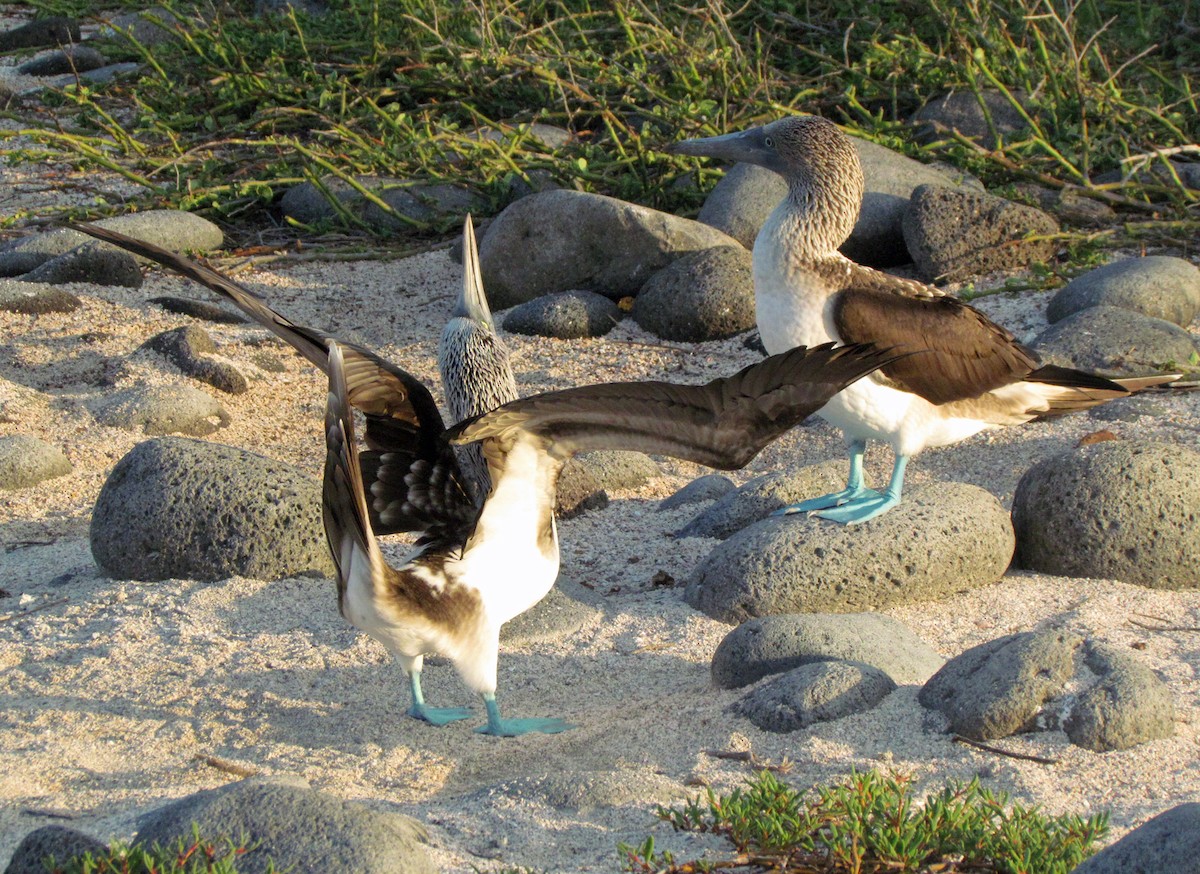 Blue-footed Booby - ML645434331