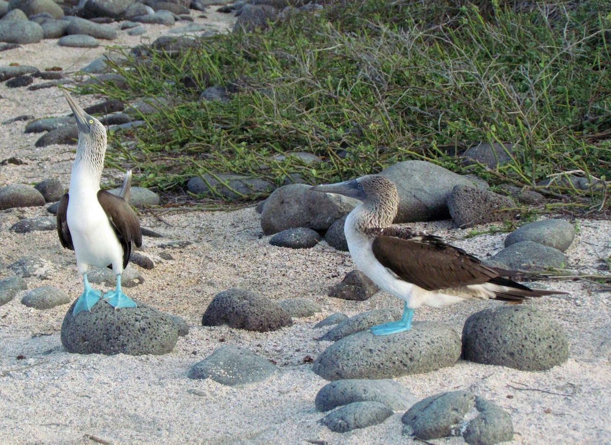 Blue-footed Booby - ML645434333