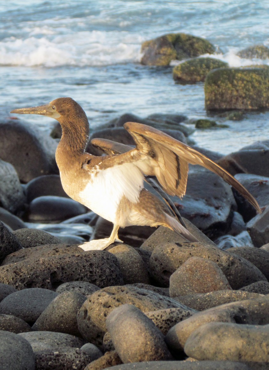 Blue-footed Booby - ML645434370