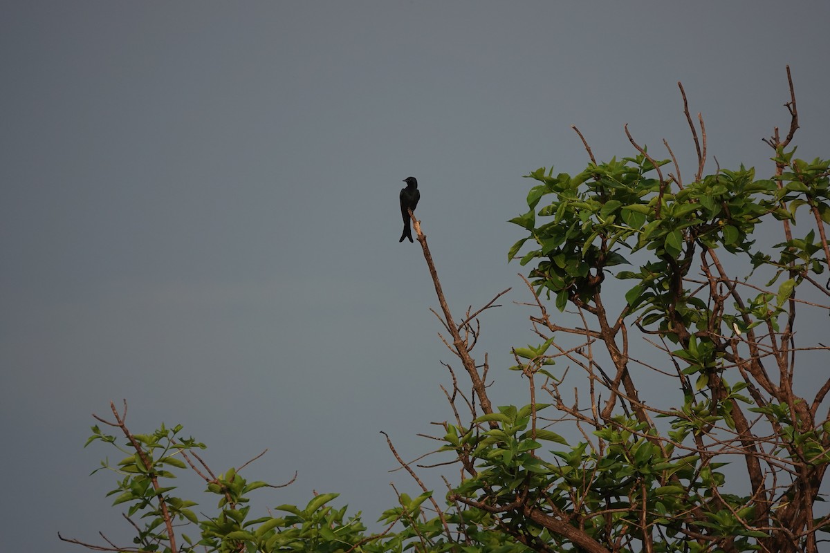 drongo černý - ML645434382