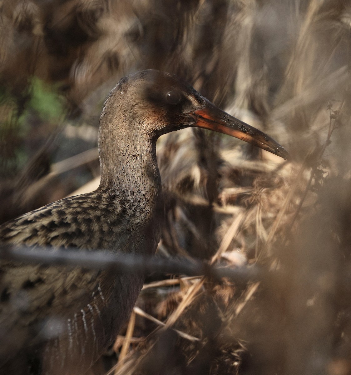 Ridgway's Rail - ML645434391