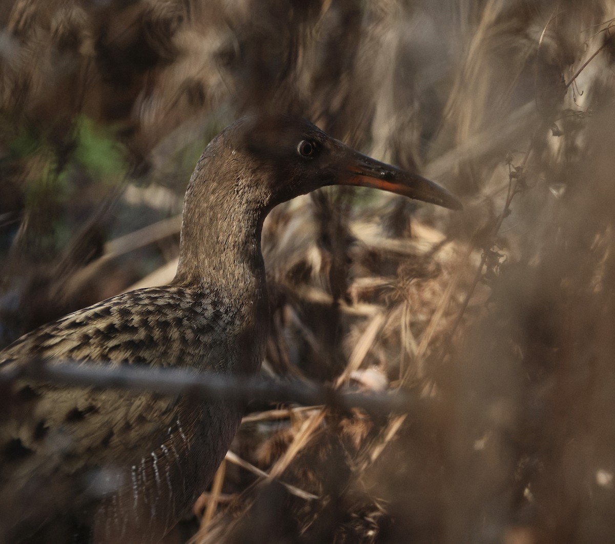 Ridgway's Rail - ML645434392