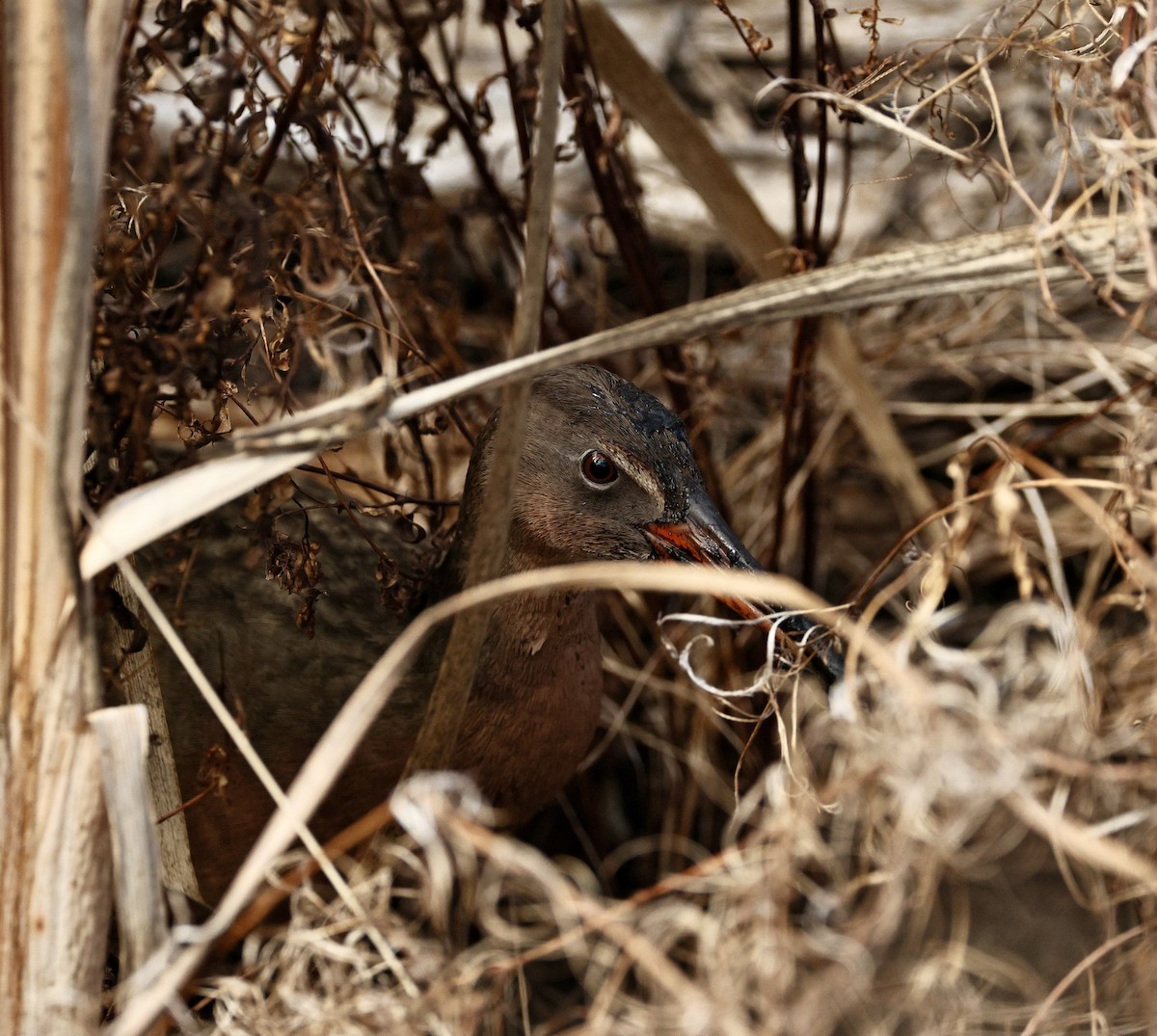 Ridgway's Rail - ML645434393