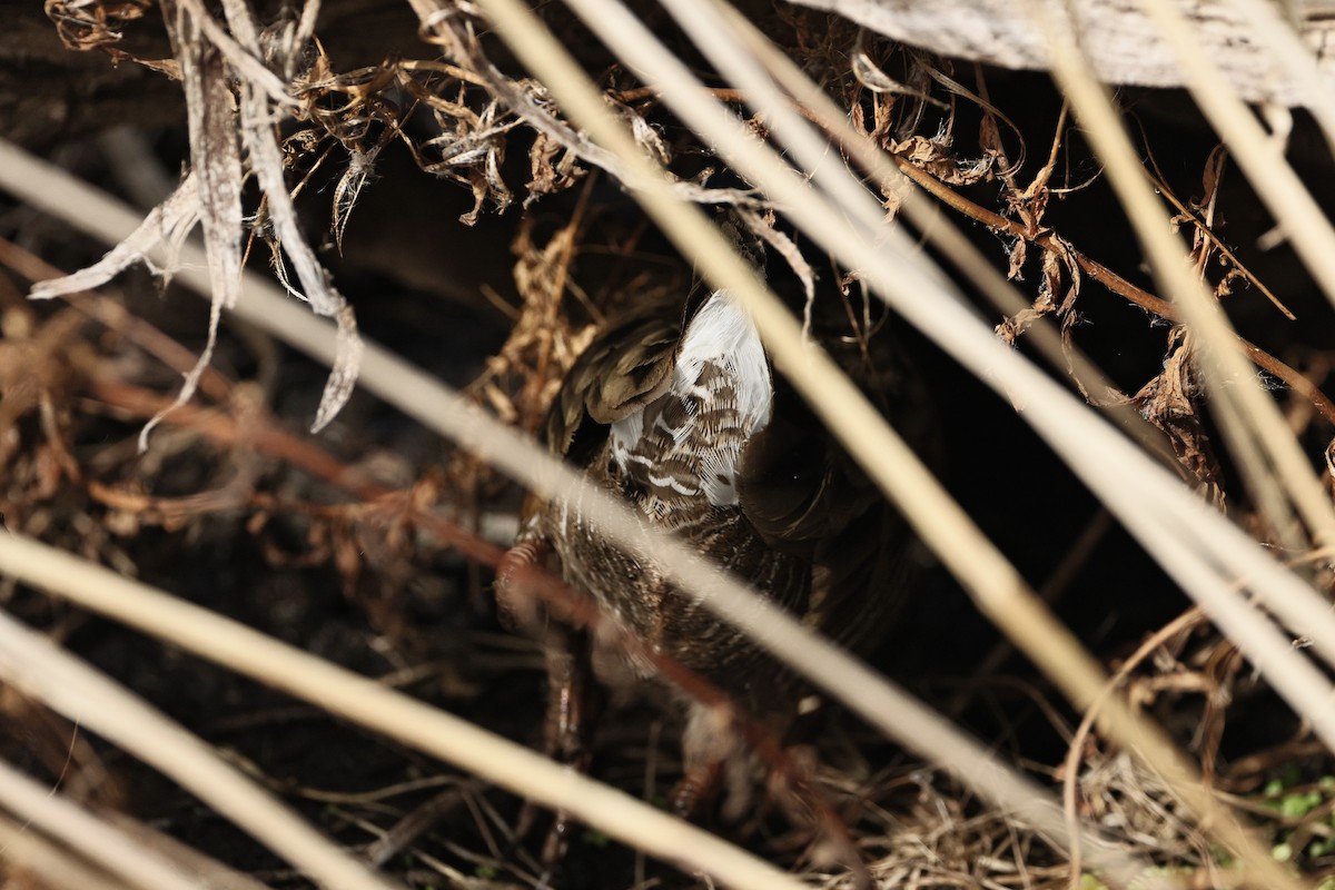 Ridgway's Rail - ML645434394