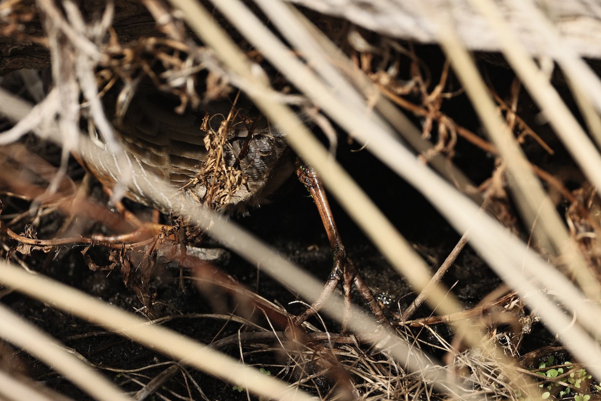 Ridgway's Rail - ML645434395