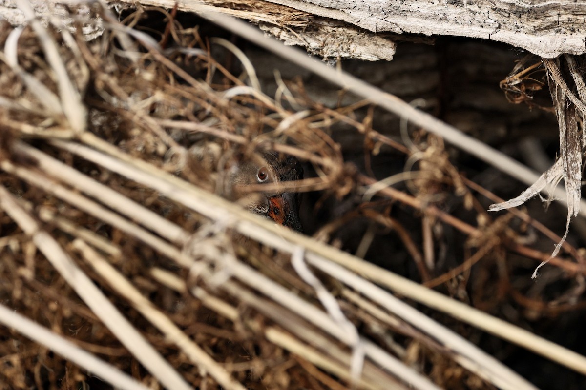 Ridgway's Rail - ML645434396