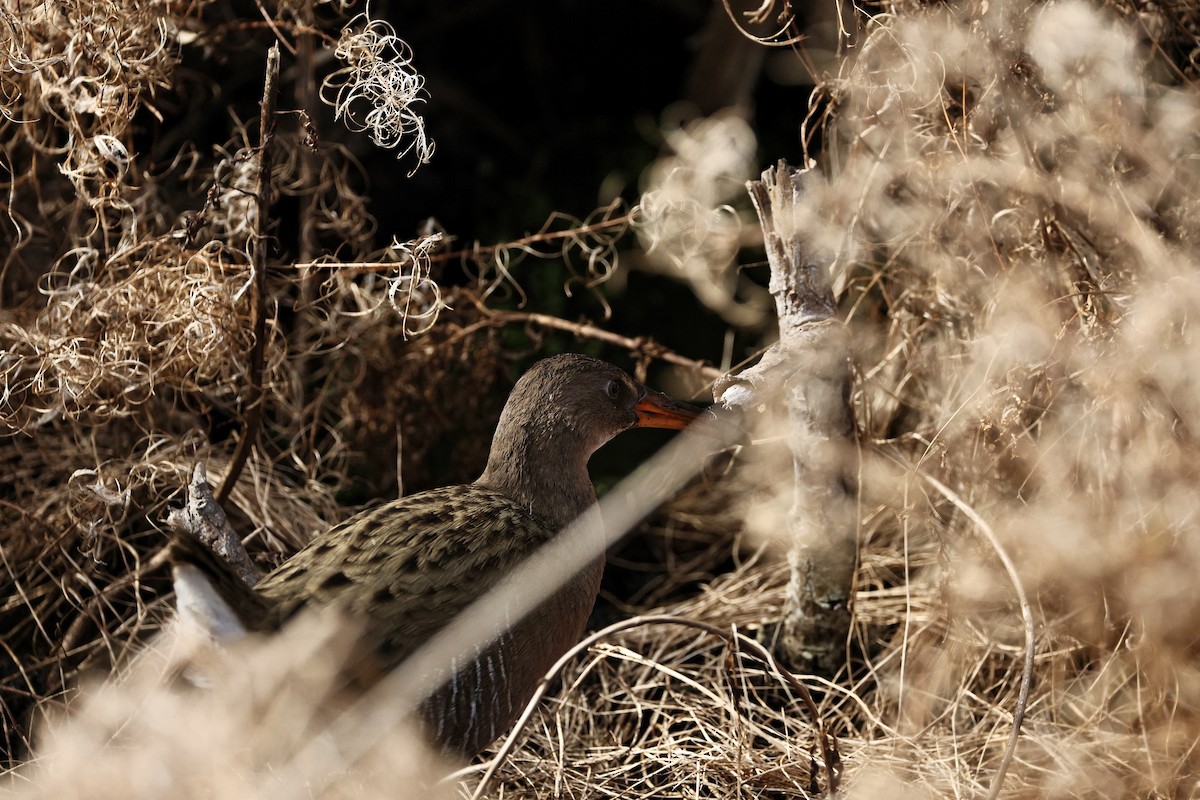 Ridgway's Rail - ML645434397